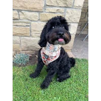 Rum Rustique Roll Top Dog Snood