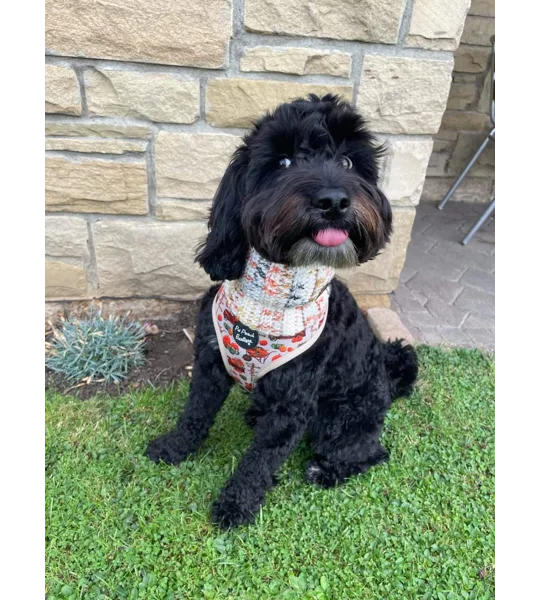 Rum Rustique Roll Top Dog Snood