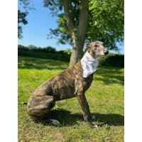 Rusty Bear Dog Bandana