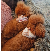 Rusty Bear Dog Bandana