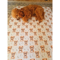 Rusty Bear Fleece Dog Blanket