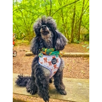 Rusty Bear Dog Harness