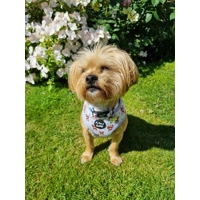 Rusty Bear Dog Harness