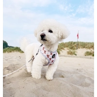 Rusty Bear Dog Harness