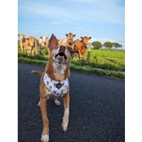 Rusty Bear Dog Harness