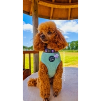 Sage Green Cord Dog Harness