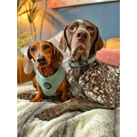 Sage Green Cord Dog Harness