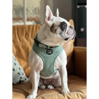 Sage Green Cord Dog Collar
