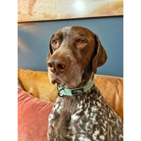 Sage Green Cord Dog Collar