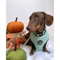 Sage Green Cord Dog Collar