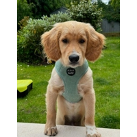 Sage Green Cord Dog Harness