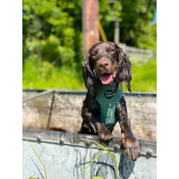 Sage Green Cord Dog Harness