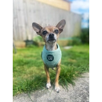 Sage Green Cord Dog Harness