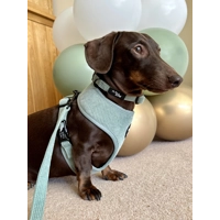 Sage Green Cord Dog Lead - Reversible