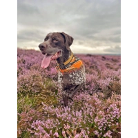 Mustard Yellow Cord Dog Collar