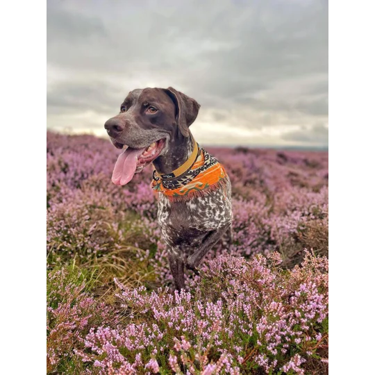 Mustard Yellow Cord Dog Collar