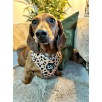 Polka Pup Noir Dog Harness