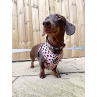 Polka Pup Noir Dog Collar