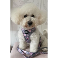 Secret Garden Floral Dog Lead - Reversible