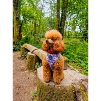 Secret Garden Floral Dog Harness  - optional flower accessory