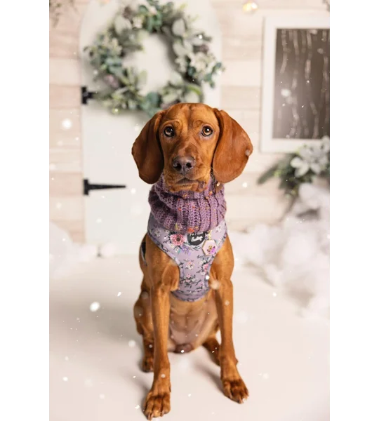 Lilac Roll Top Dog Snood