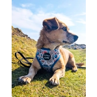 Shipwrecked Nautical Dog Harness