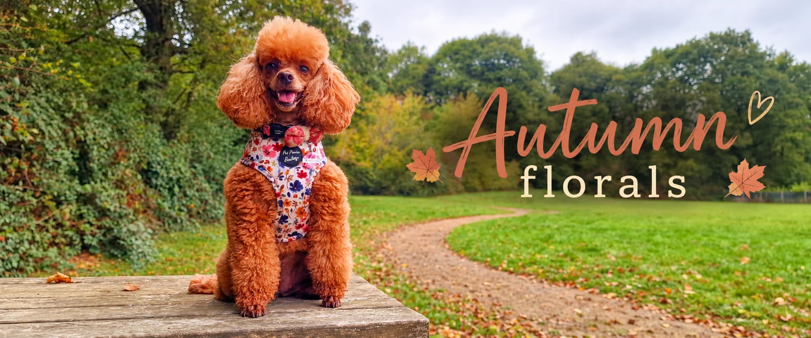 Autumn florals - a red poodle in a floral harness on an autumn path