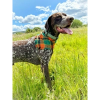 Sage Green Cord Dog Collar