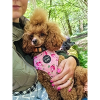 Sunday Rose Floral Dog Harness  - optional flower/bow tie accessory