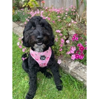 Sunday Rose Floral Dog Harness  - optional flower/bow tie accessory