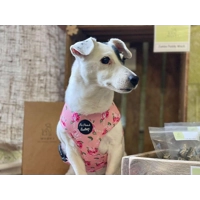 Sunday Rose Floral Dog Harness  - optional flower/bow tie accessory