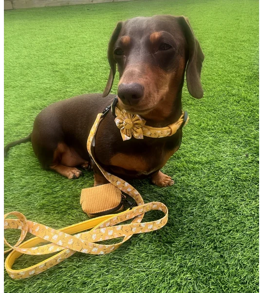 Sunshine Daisy Dog Collar- Optional Flower Accessory