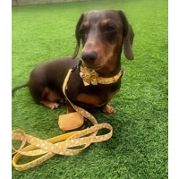 Sunshine Daisy Flower Collar Attachment