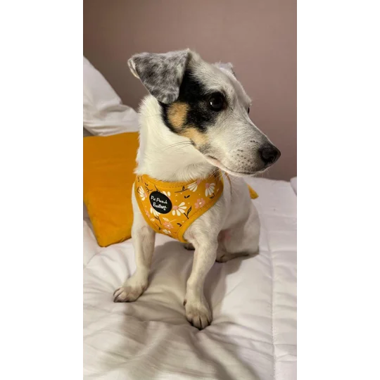 Sunshine Daisy Dog Harness - optional flower accessory