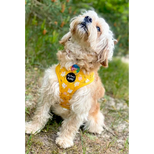 Sunshine Daisy Dog Harness - optional flower accessory