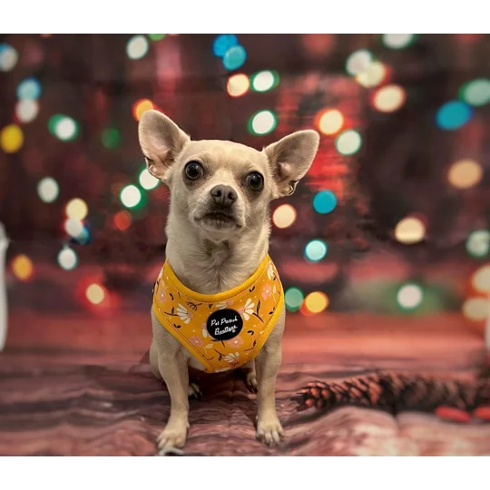 Sunshine Daisy Dog Harness - optional flower accessory