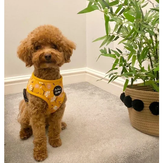 Sunshine Daisy Dog Harness - optional flower accessory