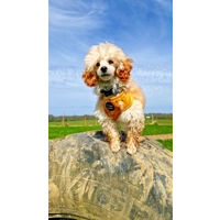 Sunshine Daisy Dog Harness  - optional flower accessory