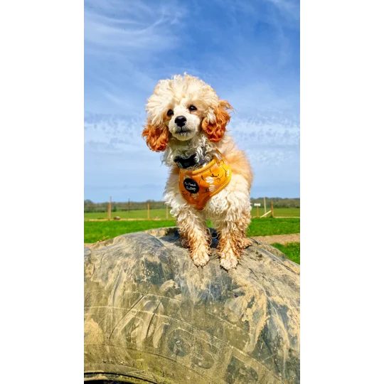 Sunshine Daisy Dog Harness - optional flower accessory