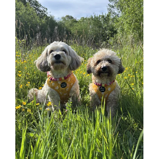 Sunshine Daisy Dog Harness - optional flower accessory