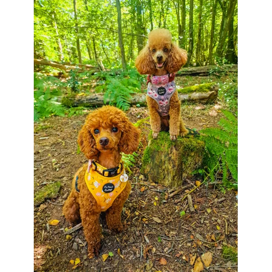 Sunshine Daisy Dog Harness - optional flower accessory