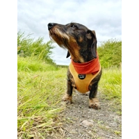 Mustard Yellow Cord Dog Harness