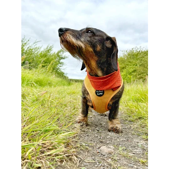 Mustard Yellow Cord Dog Harness