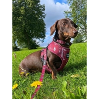 Red Titan Dog Collar