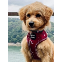 Red Titan Dog Harness