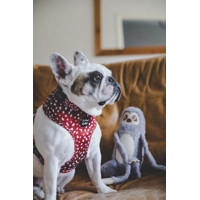 Poppy Toadstool Polkas Dog Harness  - optional bow tie/flower accessory