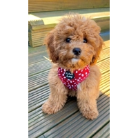 Poppy Toadstool Polkas Dog Harness  - optional bow tie/flower accessory