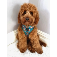 Under The Sea Dog Harness