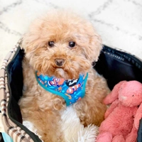 Under The Sea Dog Harness