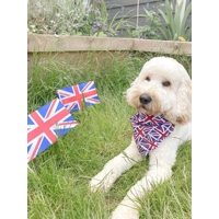 Union Jack Dog Bandana